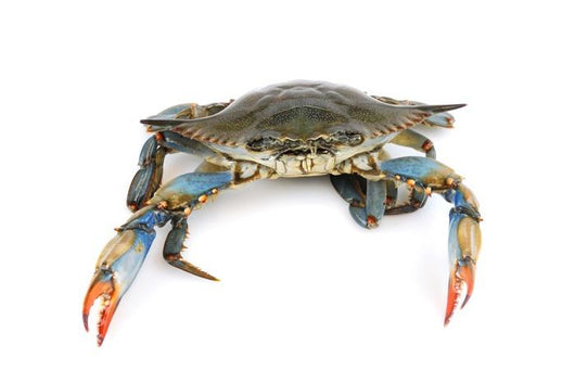 Live Maryland Blue Crab Wall Decal