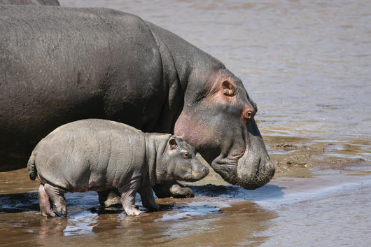 Hippo and Baby Wall Decal