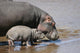 Hippo and Baby Wall Decal