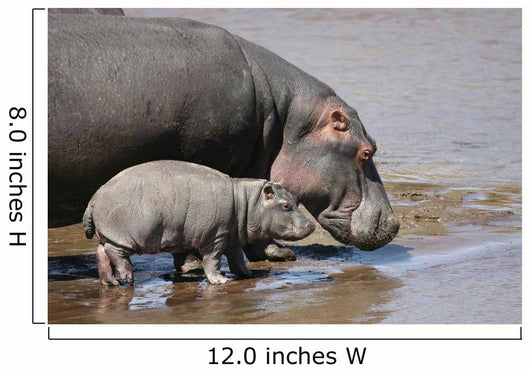 Hippo and Baby Wall Decal