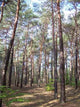 Forest Wall Decal Design 8