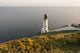 Lighthouse and Gorse Wall Decal