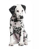 Dalmatian Puppy Wall Decal Design 4