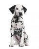 Dalmatian Puppy Wall Decal Design 3
