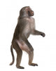 Baboon Standing up Simia Wall Decal