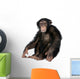 Young Chimpanzee Wall Decal Design 2