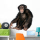 Young Chimpanzee Wall Decal Design 2