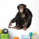 Young Chimpanzee Wall Decal Design 2