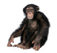 Young Chimpanzee Wall Decal Design 2