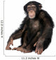 Young Chimpanzee Wall Decal Design 2