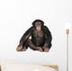 Young Chimpanzee Wall Decal Design 1