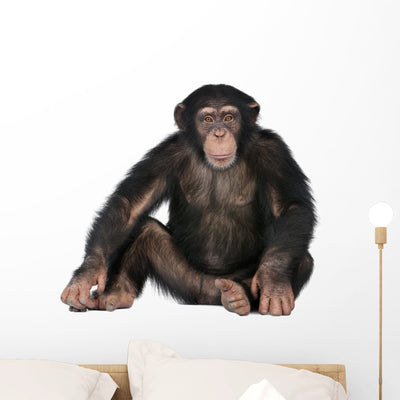 Young Chimpanzee Wall Decal Design 1 shown on a wall
