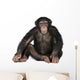 Young Chimpanzee Wall Decal Design 1