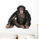 Young Chimpanzee Wall Decal Design 1