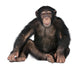 Young Chimpanzee Wall Decal Design 1