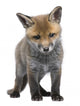 Red Fox Cub 6 Wall Decal