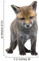 Red Fox Cub 6 Wall Decal