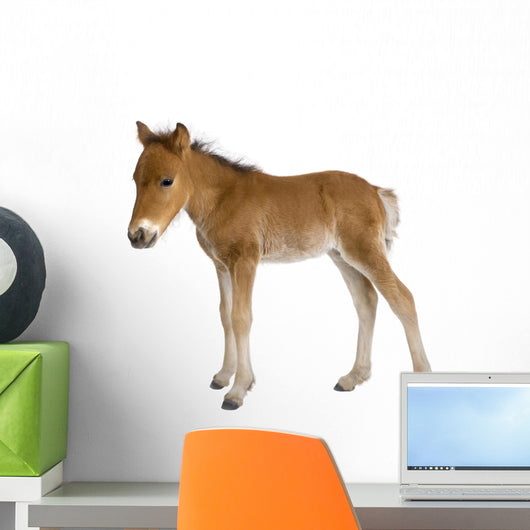Foal Wall Decal
