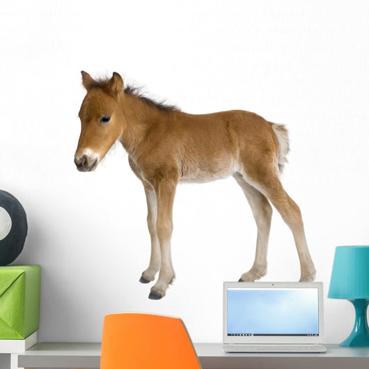 Foal Wall Decal
