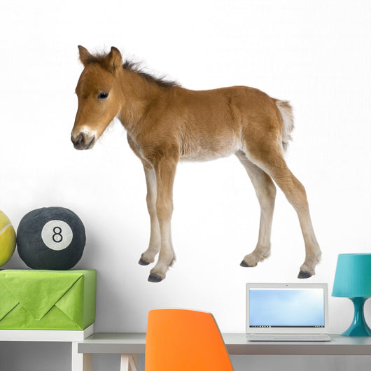 Foal Wall Decal
