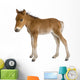 Foal Wall Decal