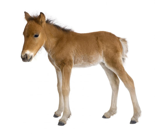 Foal Wall Decal