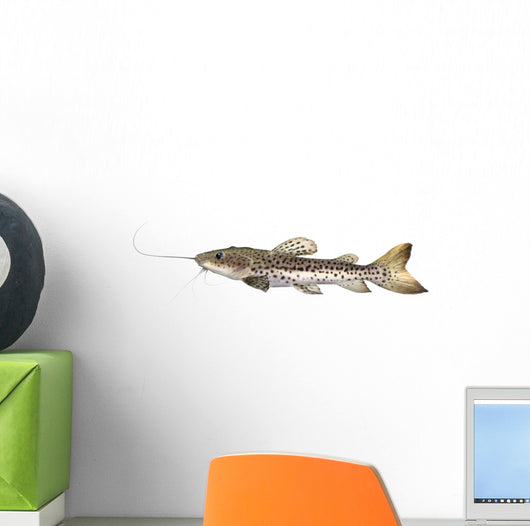 Catfish Pseudoplatystoma Fasciatum Wall Decal