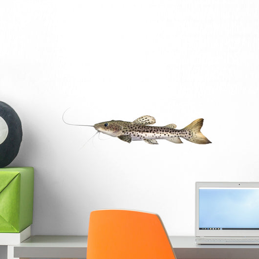 Catfish Pseudoplatystoma Fasciatum Wall Decal
