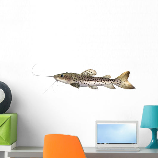 Catfish Pseudoplatystoma Fasciatum Wall Decal