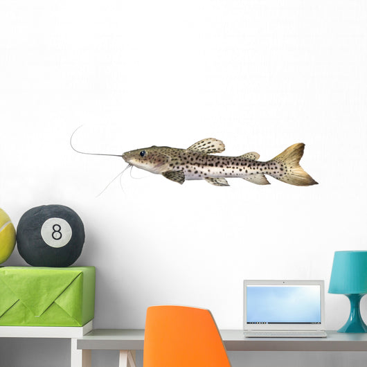 Catfish Pseudoplatystoma Fasciatum Wall Decal