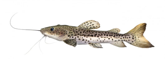 Catfish Pseudoplatystoma Fasciatum Wall Decal