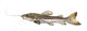 Catfish Pseudoplatystoma Fasciatum Wall Decal