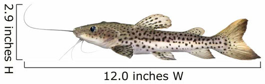 Catfish Pseudoplatystoma Fasciatum Wall Decal