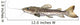 Catfish Pseudoplatystoma Fasciatum Wall Decal