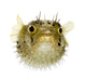 Long-Spine Porcupinefish Wall Decal