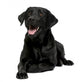 Black Labrador Wall Decal
