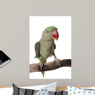 Parakeet Alexandrine White Wall Decal Design 2 shown on a wall