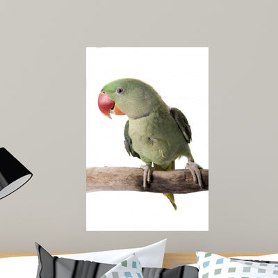 Parakeet Alexandrine White Wall Decal Design 1 shown on a wall