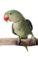 Parakeet Alexandrine White Wall Decal Design 1
