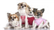 4 Chihuahuas Dressed-up Wall Decal