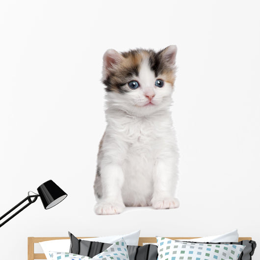 Kitten Wall Decal