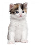Kitten Wall Decal