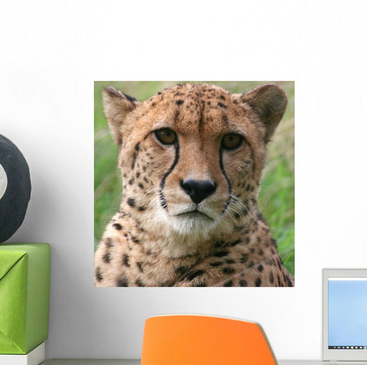 Cheetah Wall Decal