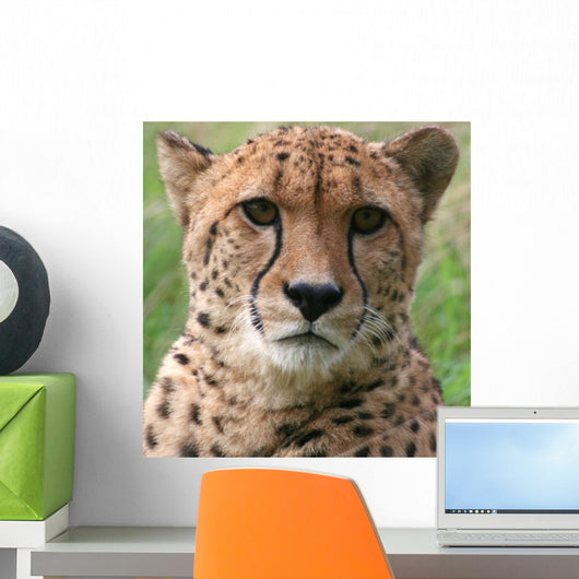 Cheetah Wall Decal