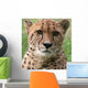 Cheetah Wall Decal