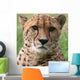 Cheetah Wall Decal