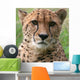Cheetah Wall Decal