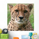 Cheetah Wall Decal