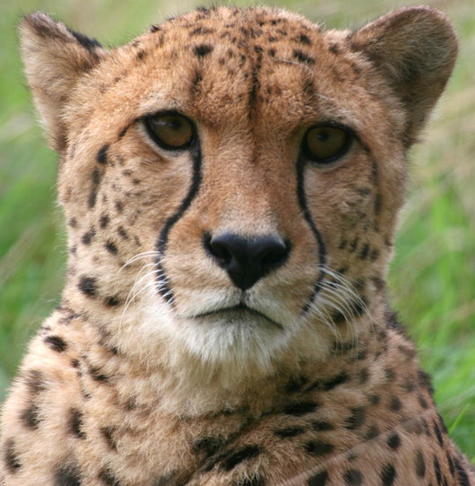 Cheetah Wall Decal