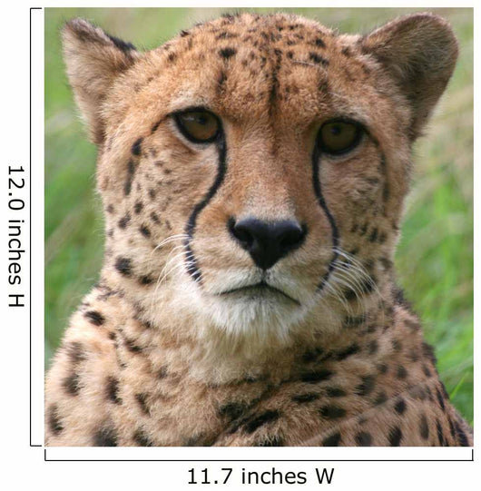 Cheetah Wall Decal